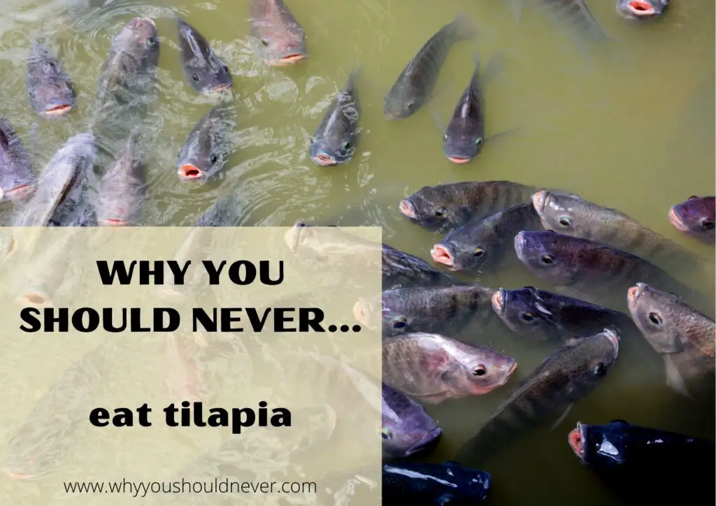 Why You Should Never Eat Tilapia Why You Should Never…