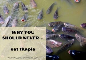 Why You Should Never Eat Tilapia – Why You Should Never…