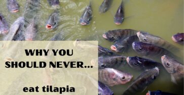 Why you should never eat tilapia