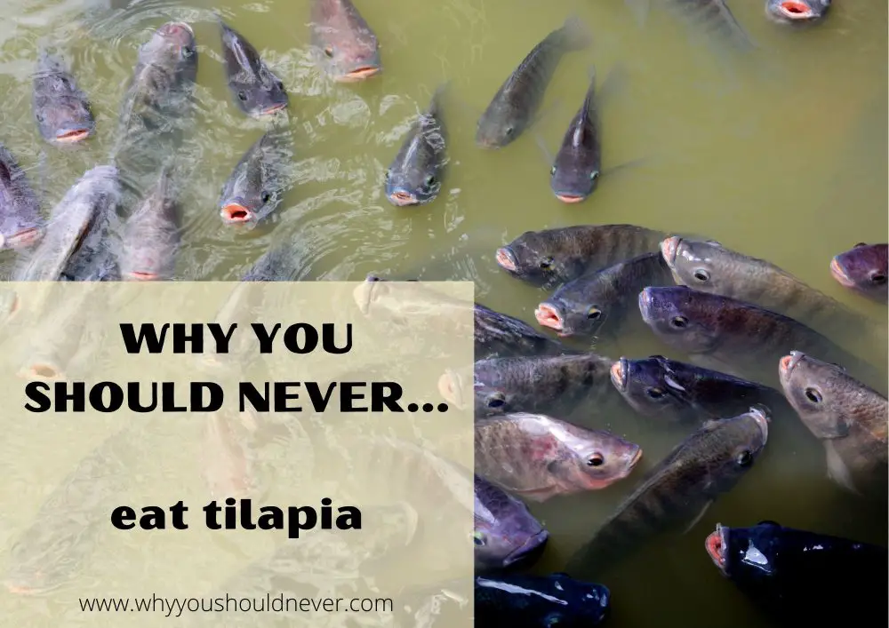 Why you should never eat tilapia