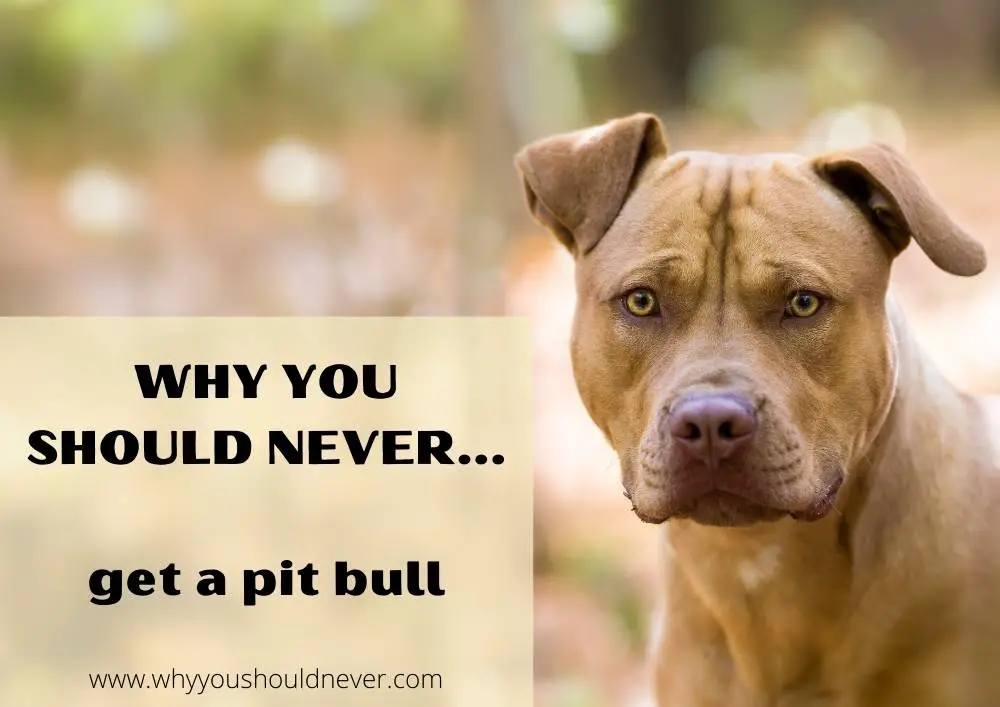 Why you should never get a pitbull