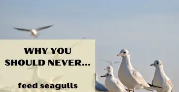 Why you should never feed seagulls