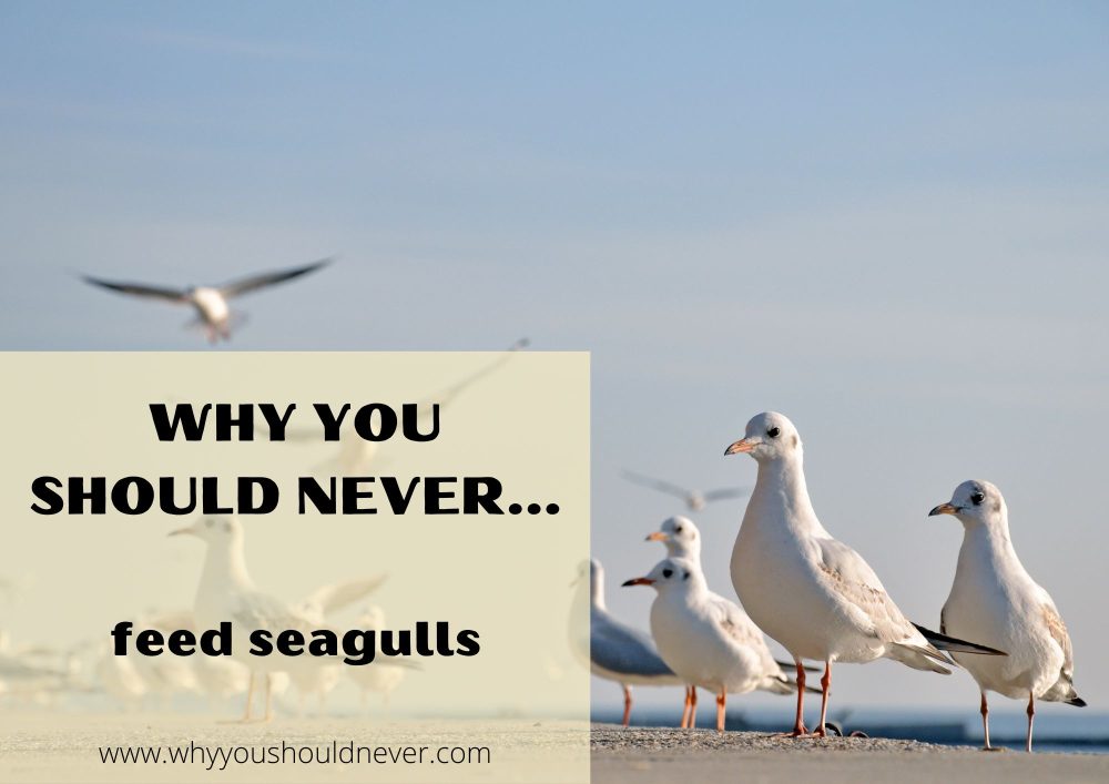 Why you should never feed seagulls