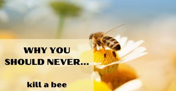 Why you should never kill a bee