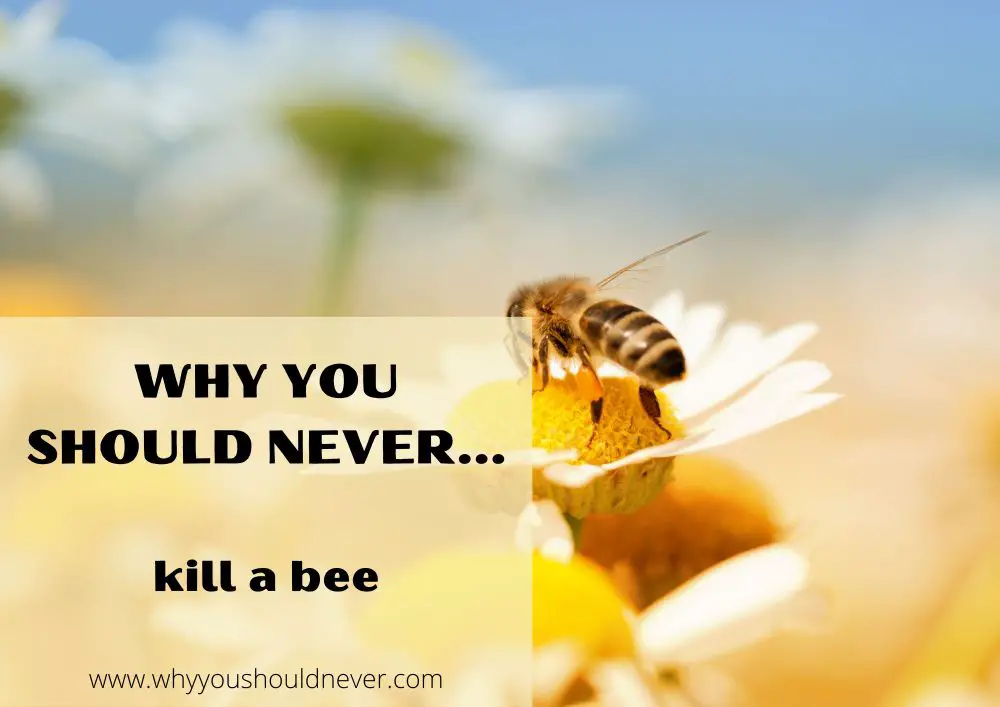 Why you should never kill a bee
