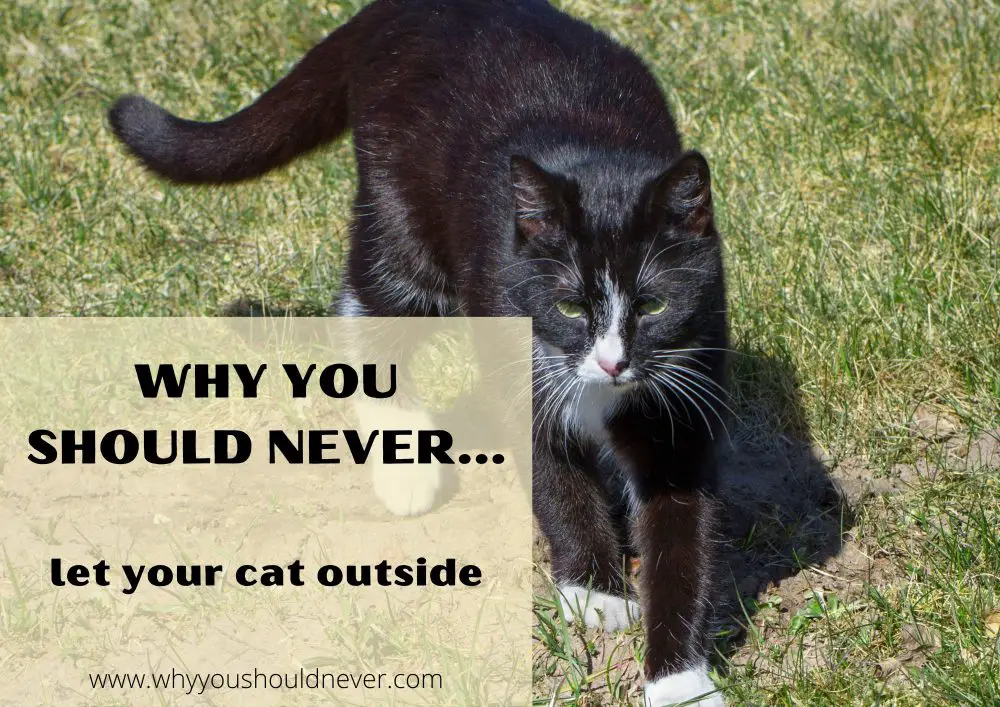 Why you should never let your cat outside