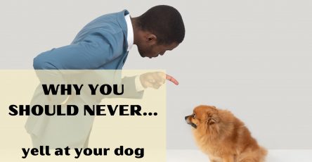 Why you should never yell at your dog