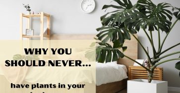 Why you should never have plants in your bedroom