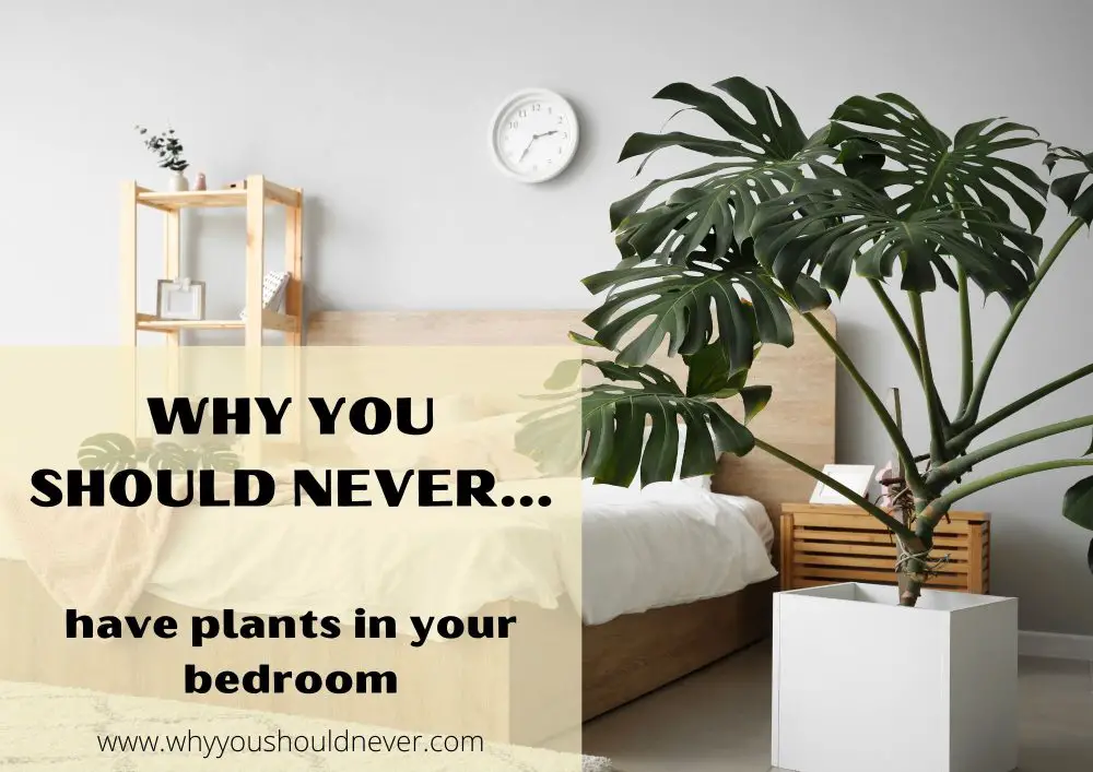 Why you should never have plants in your bedroom