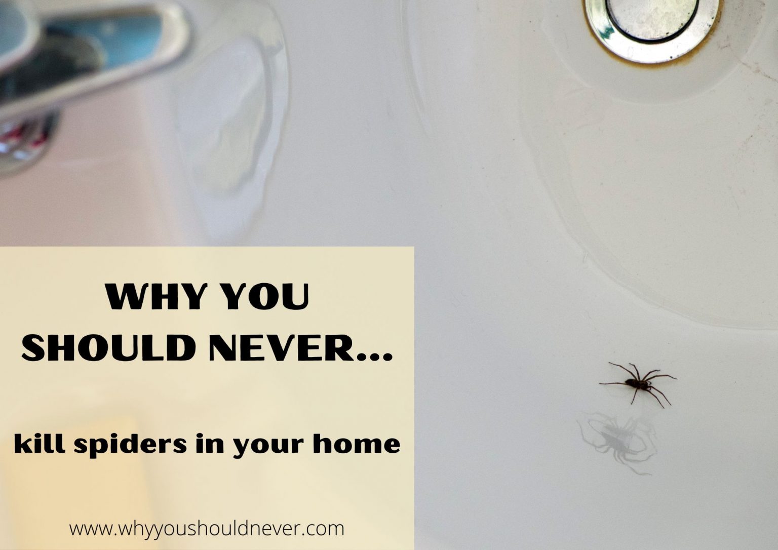 Why You Should Never Kill Spiders In Your Home Why You Should Never…