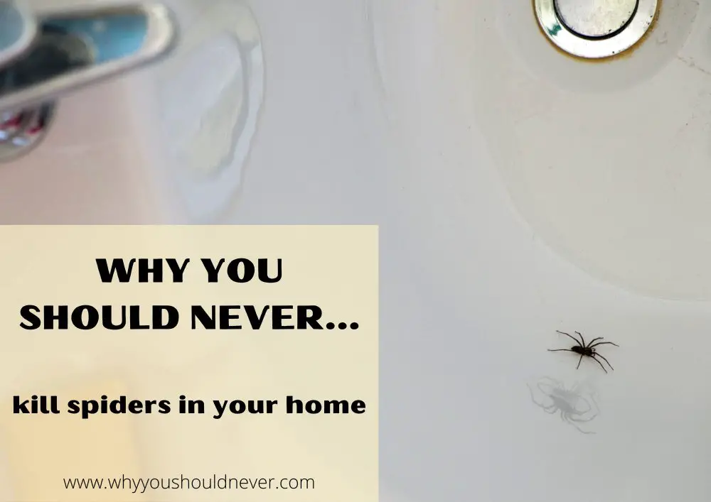 Why you should never kill spiders in your home