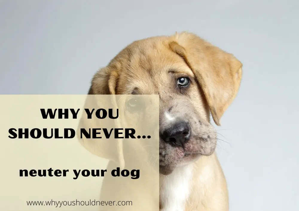 Why you should never neuter your dog