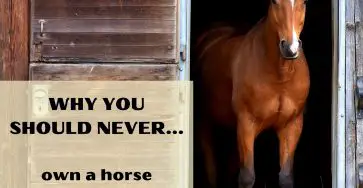Why you should never own a horse