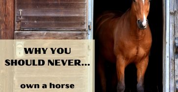 Why you should never own a horse