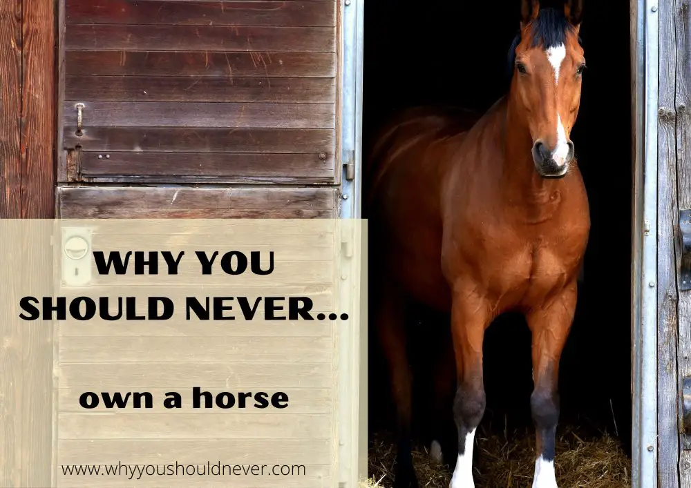 Why you should never own a horse