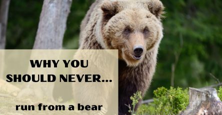 Why you should never run from a bear