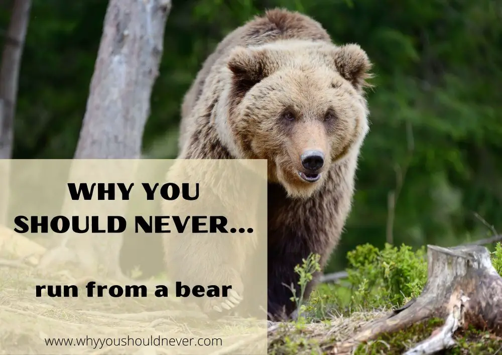 Why you should never run from a bear