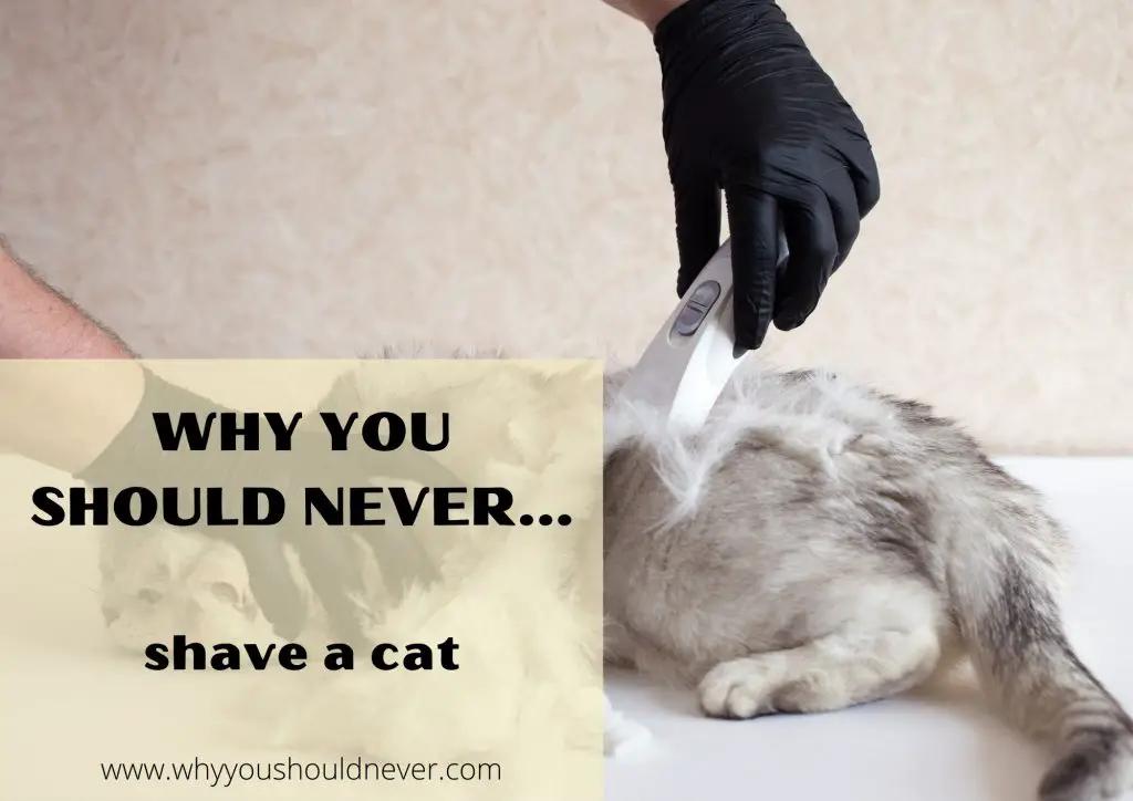 Why You Should Never Shave A Cat Why You Should Never…