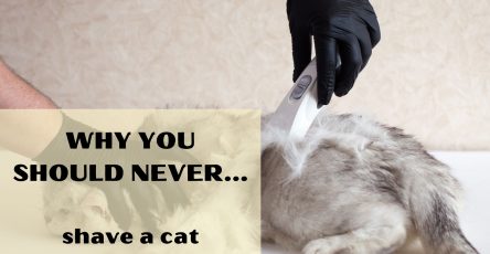 Why you should never shave a cat