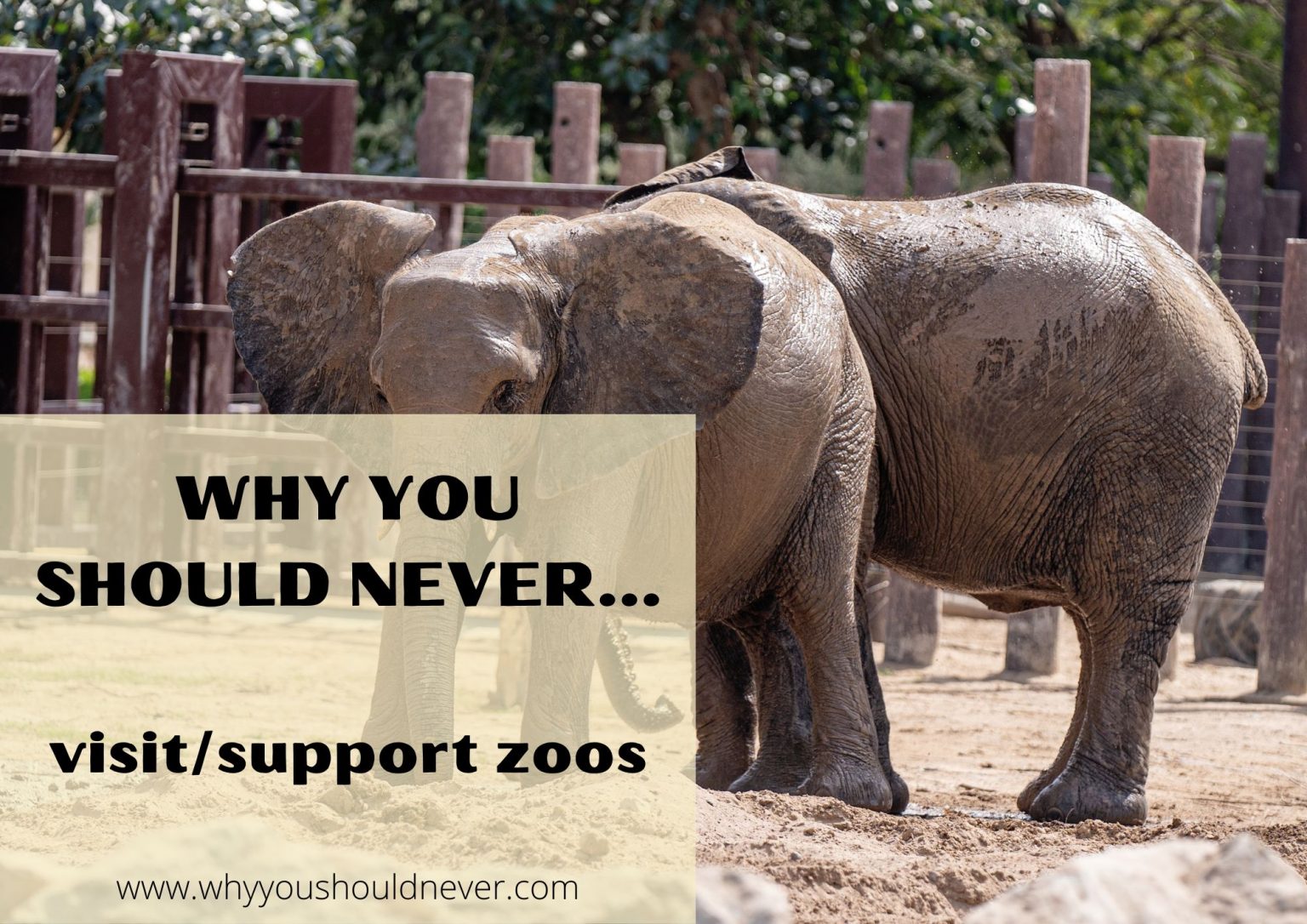 Why You Should Never Visit/Support Zoos Why You Should Never…