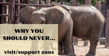 Why you should never visit or support zoos