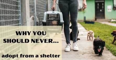 Why you should never adopt from a shelter
