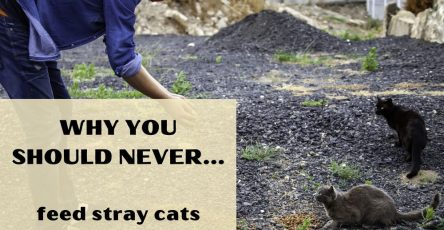 Why You Should Never Feed Stray Cats