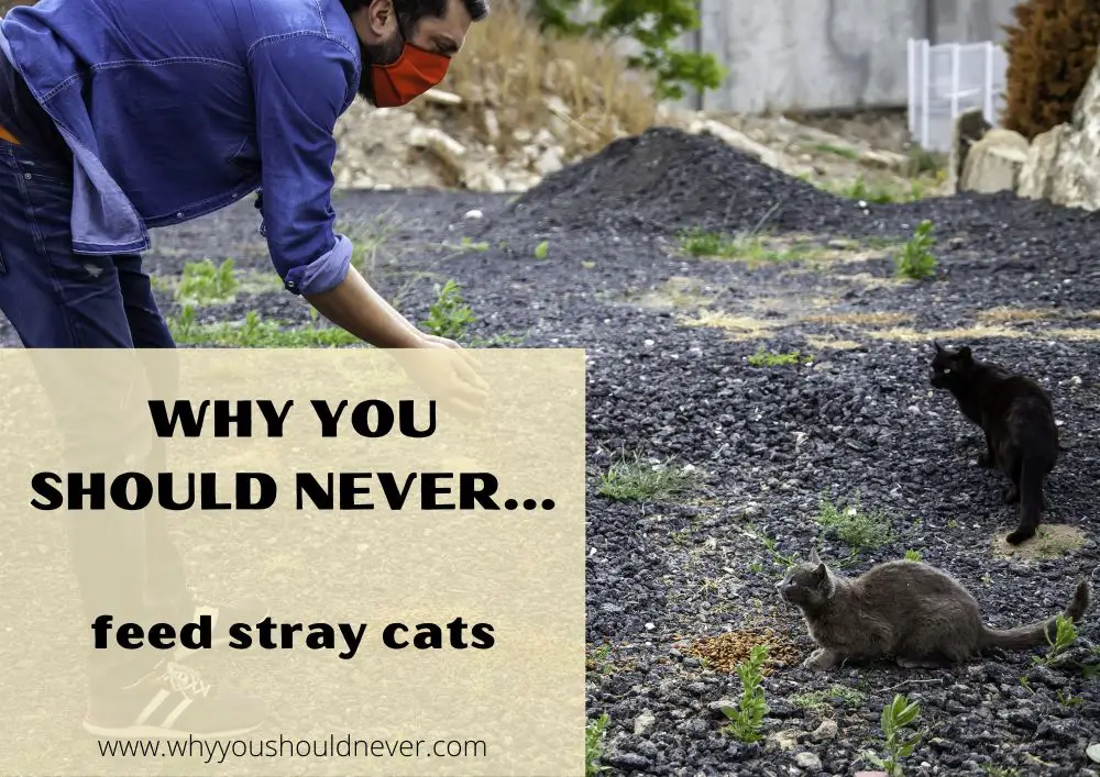 Why You Should Never Feed Stray Cats