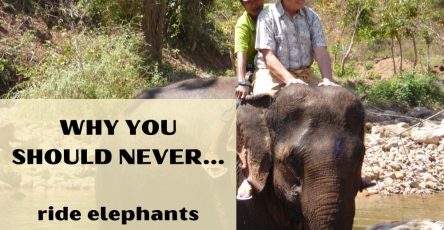 Why You Should Never Ride Elephants