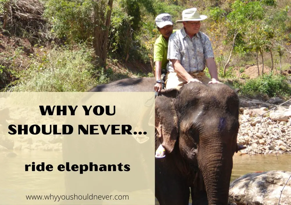 Why You Should Never Ride Elephants