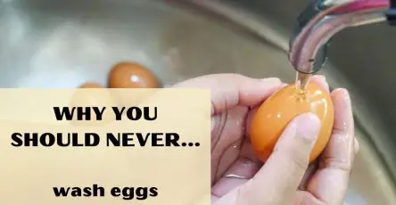 Why You Should Never Wash Eggs