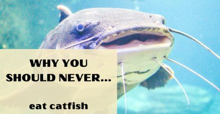 Why You Should Never Eat Catfish