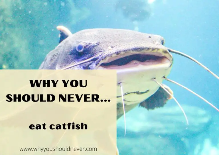 Why You Should Never Eat Catfish Why You Should Never…