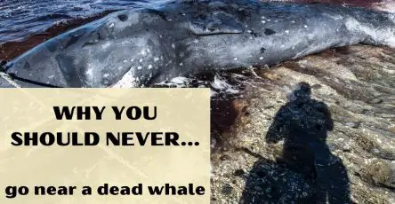 Why You Should Never Go Near A Dead Whale