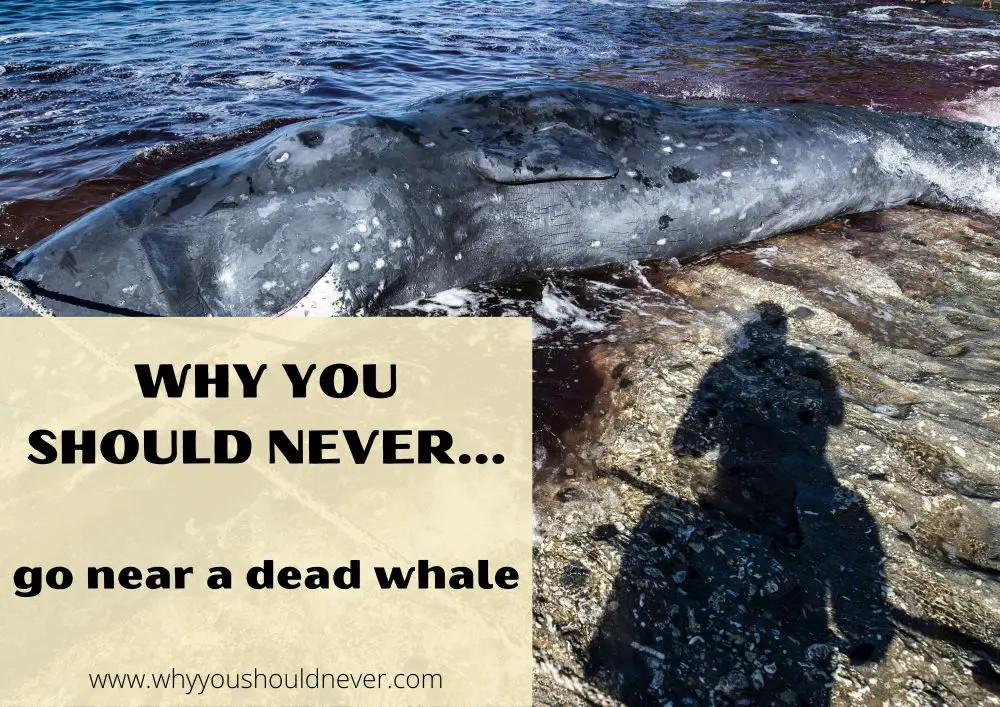 Why You Should Never Go Near A Dead Whale