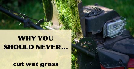 Why You Should Never Cut Wet Grass