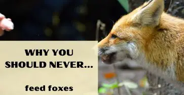 Why You Should Never Feed Foxes