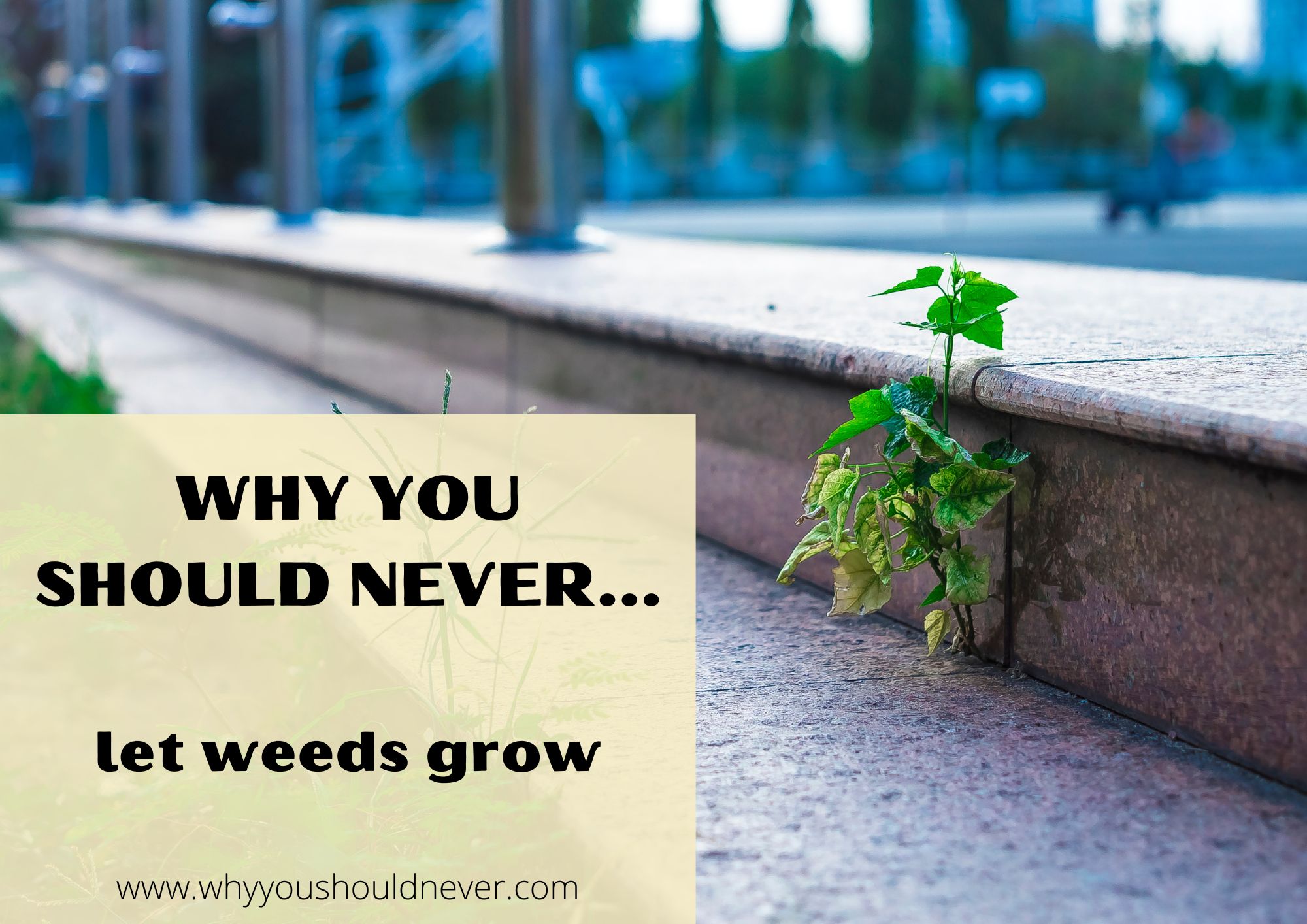 Why You Should Never Let Weeds Grow